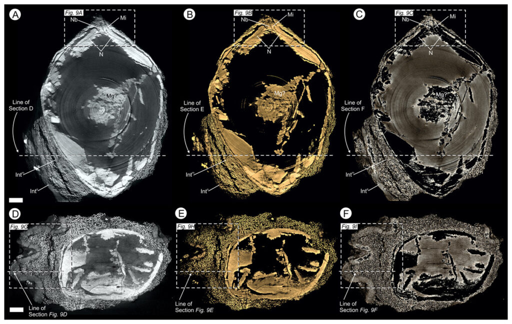 Virtual 25 μm thin-sections showing gross morphology and anatomy of BU 5265.1 created from the Drishti volume rendered three-dimensional model.
